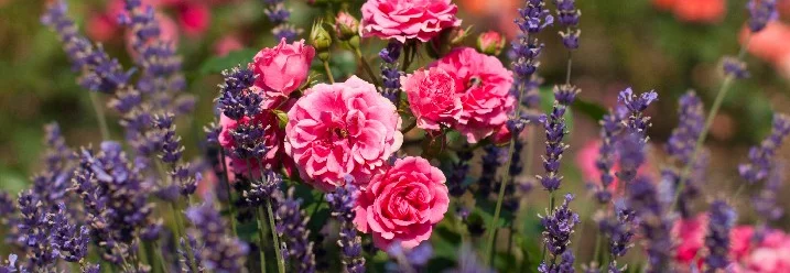 Rosa Rosenblüten und lila Lavendelblüten